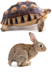 エキゾチックアニマル